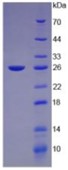 SDS-PAGE (Gh-783M).jpg